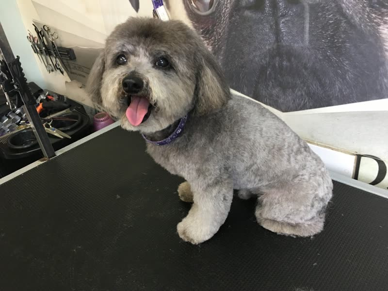 A freshly clipped cockapoo on the grooming table inside the salon, equipment behind it