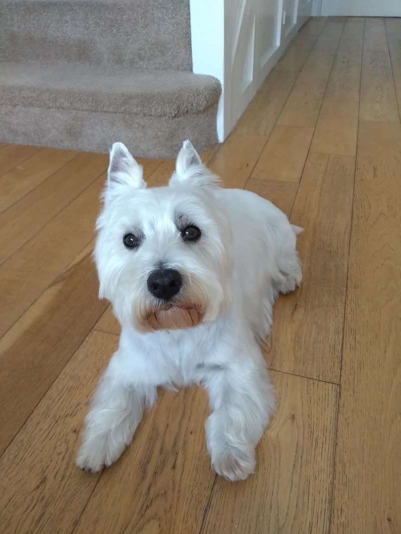 A white West Highland terrier with a tidy trimmed coat lying on a wooden floor at home