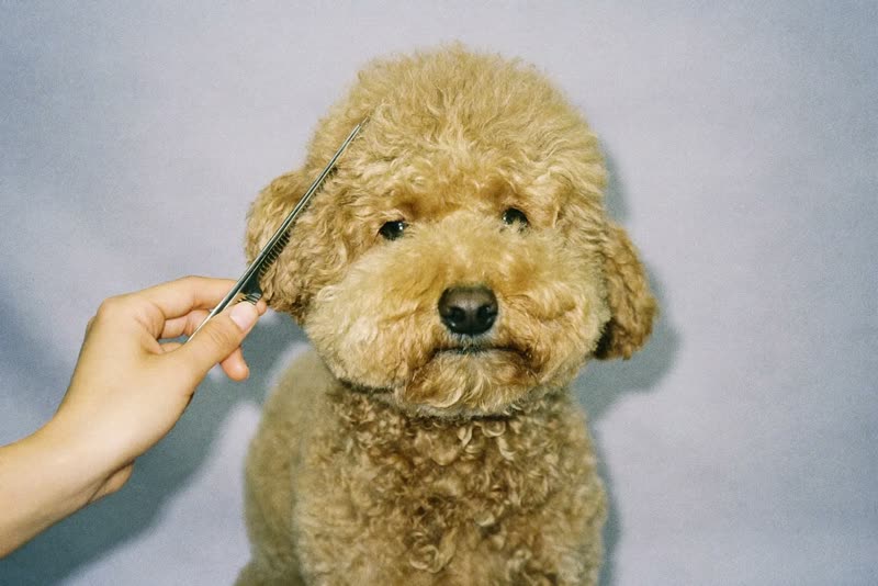 A comb running through a freshly clipped curly coat
