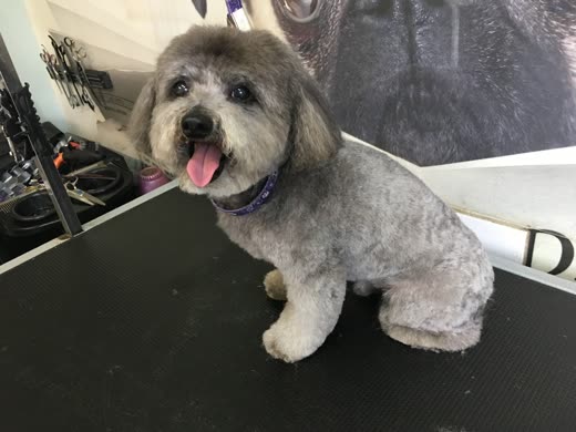 A freshly clipped grey and cream cockapoo sitting on the grooming table with its tongue out