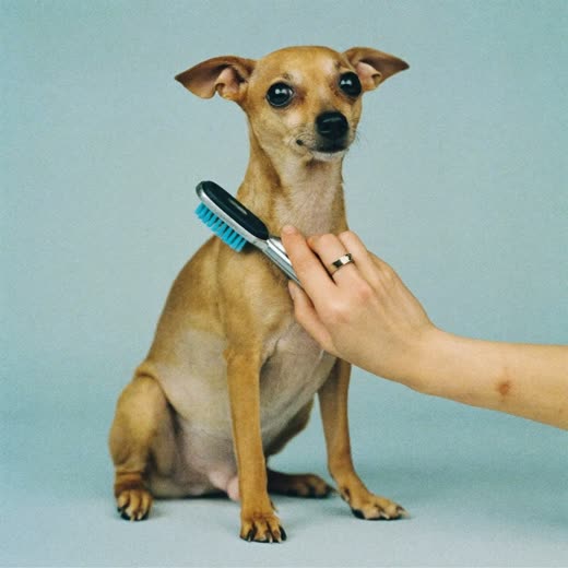 A small dog being brushed out