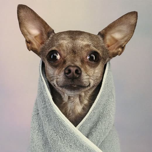 A freshly bathed small dog wrapped in a towel